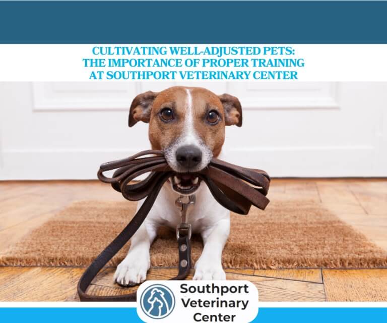 Cultivating-Well-Adjusted-Pets-The-Importance-of-Proper-Training-at-Southport-Veterinary-Center