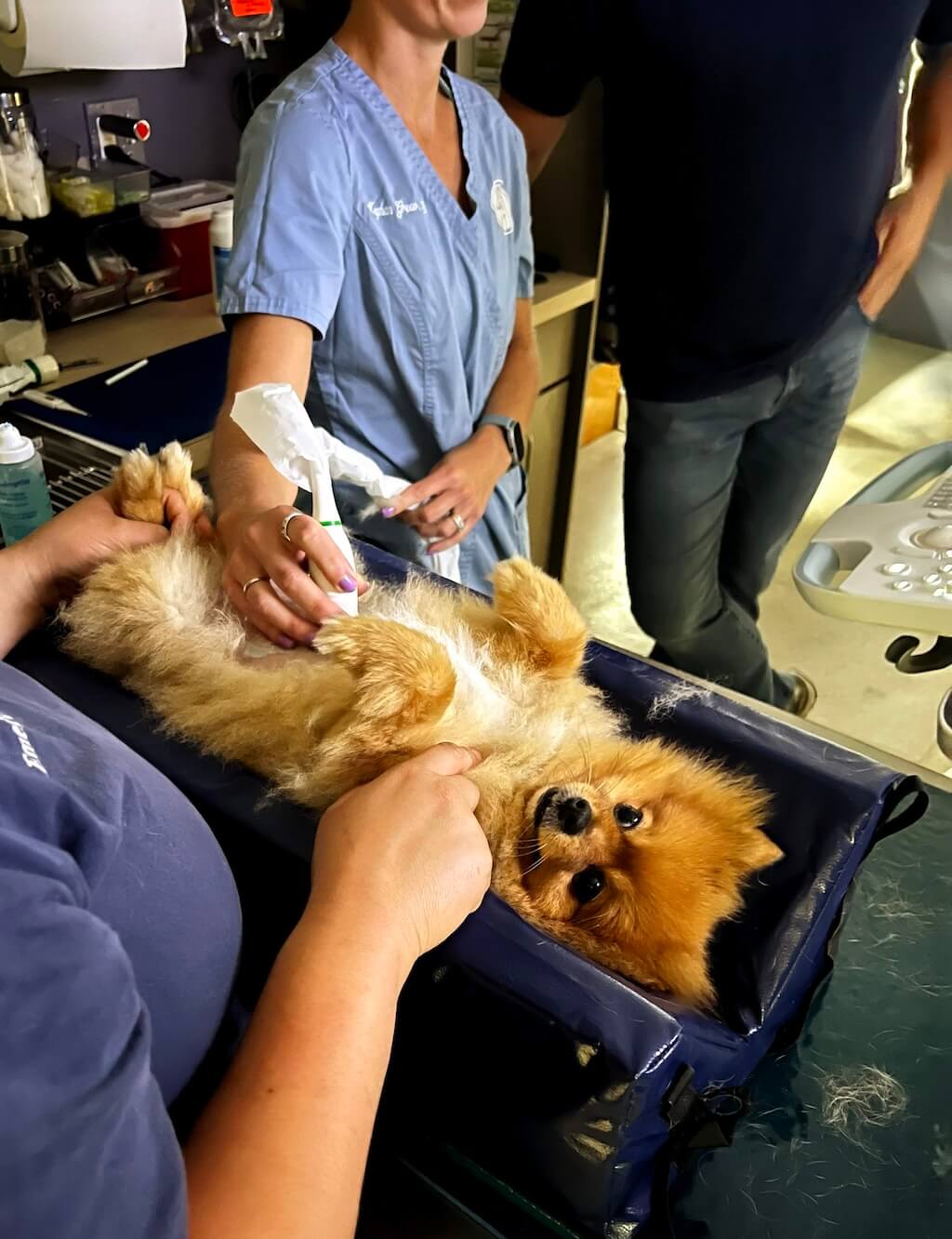 pregnant-dog-ultrasound