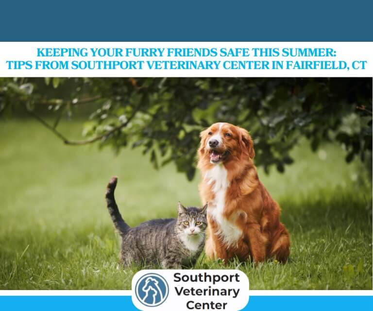 Keeping-Your-Furry-Friends-Safe-This-Summer-Tips-from-Southport-Veterinary-Center-in-Fairfield-CT