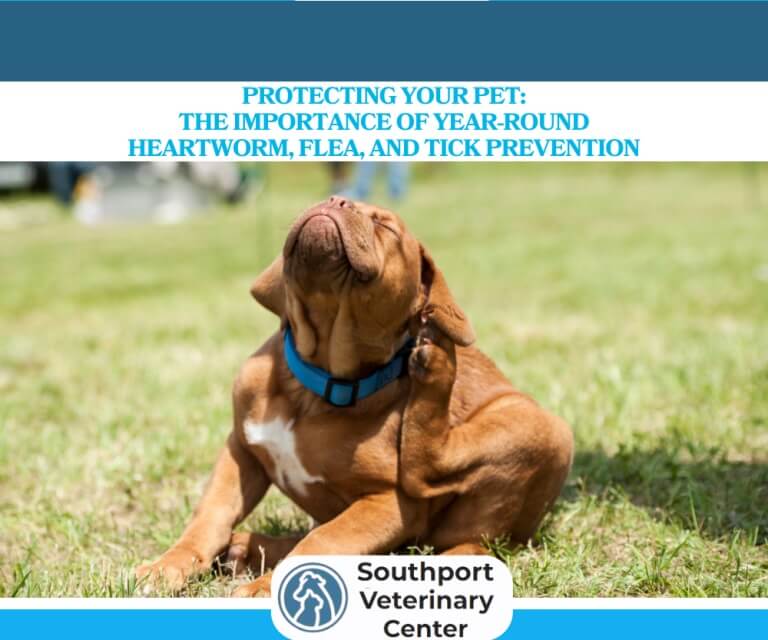 Protecting-Your-Pet-The-Importance-of-Year-Round-Heartworm-Flea-and-Tick-Prevention