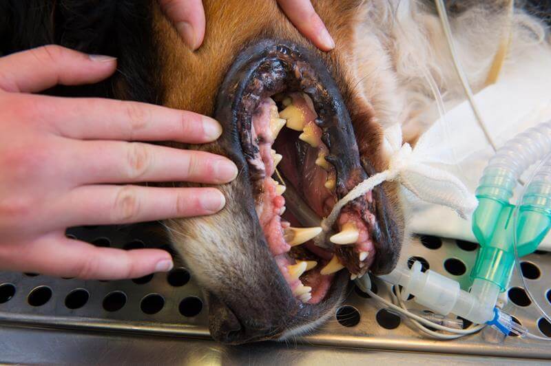 pet-dentistry